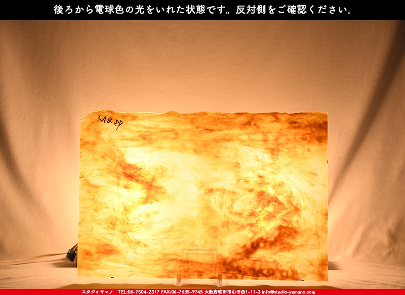 ヤカゲニー_UG_LAB-SP_C_702202200013_写真の1/2が基本サイズ_30cm